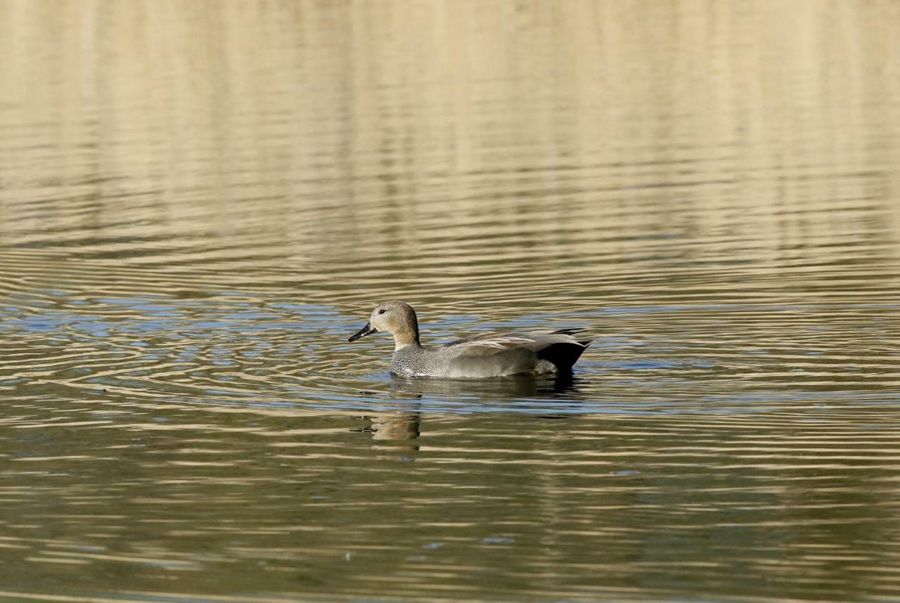 Gite De L'Etang Belval-en-Argonne Exterior foto